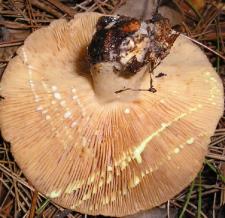 Lactarius chrysorrheus  