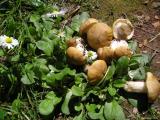 calocybe gambosa  