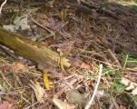 Cantharellus lutescens  