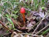 Hygrocybe  conica  