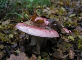 Hygrophorus russula  