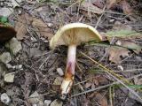 Lactarius flavidus  