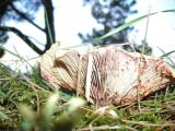 Lactarius sanguifluus  