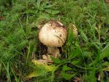 Lepiota aspera  