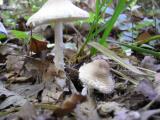 Lepiota clypeolaria  