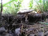 Macrolepiota excoriata  