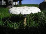 Macrolepiota procera  