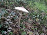 Macrolepiota mastoidea  