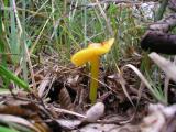 Hygrocybe citrina  