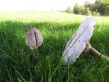 Macrolepiota procera  