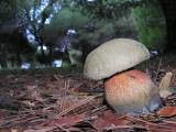 Boletus rhodoxanthus  