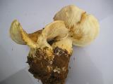 Leucopaxillus macrocephalus  