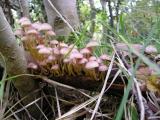 Mycena flavipes  