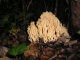 Ramaria formosa  