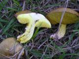 Suillus colinitus  