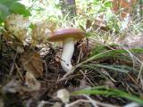 Suillus granulatus  