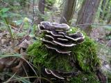 Trametes versicolor  