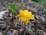 Tremella mesenterica  