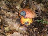 Boletus rhodopurpureus  