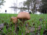 Agaricus langeii  