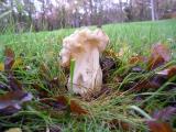 Helvella crispa  