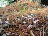 Mycena galopus  