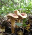 Lactarius decipiens  