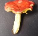 Russula luteotacta  