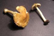 Inocybe mixtilis  