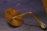 Conocybe brachypodii  