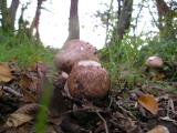 Agaricus langei  