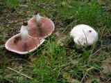 Agaricus campestre  