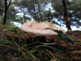 Agaricus haemorroidarius  