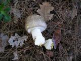 Agaricus praclaresquamosus  