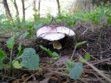 Agaricus purpurascens  