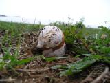 Amanita caesarea  