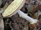 Amanita citrina  