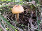 Amanita crocea  