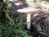 Amanita echinocephala  