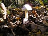 Amanita faloides  