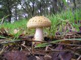 Amanita francheti  