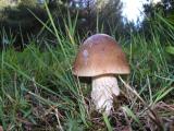 Amanita fulva  