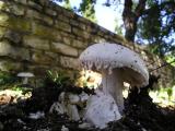 Amanita ovoidea  