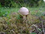 Amanita vaginata  