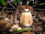 Boletus aeureus  