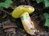 Boletus pseudoregius  