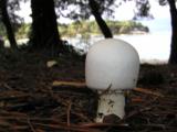 Aagaricus arvensis  